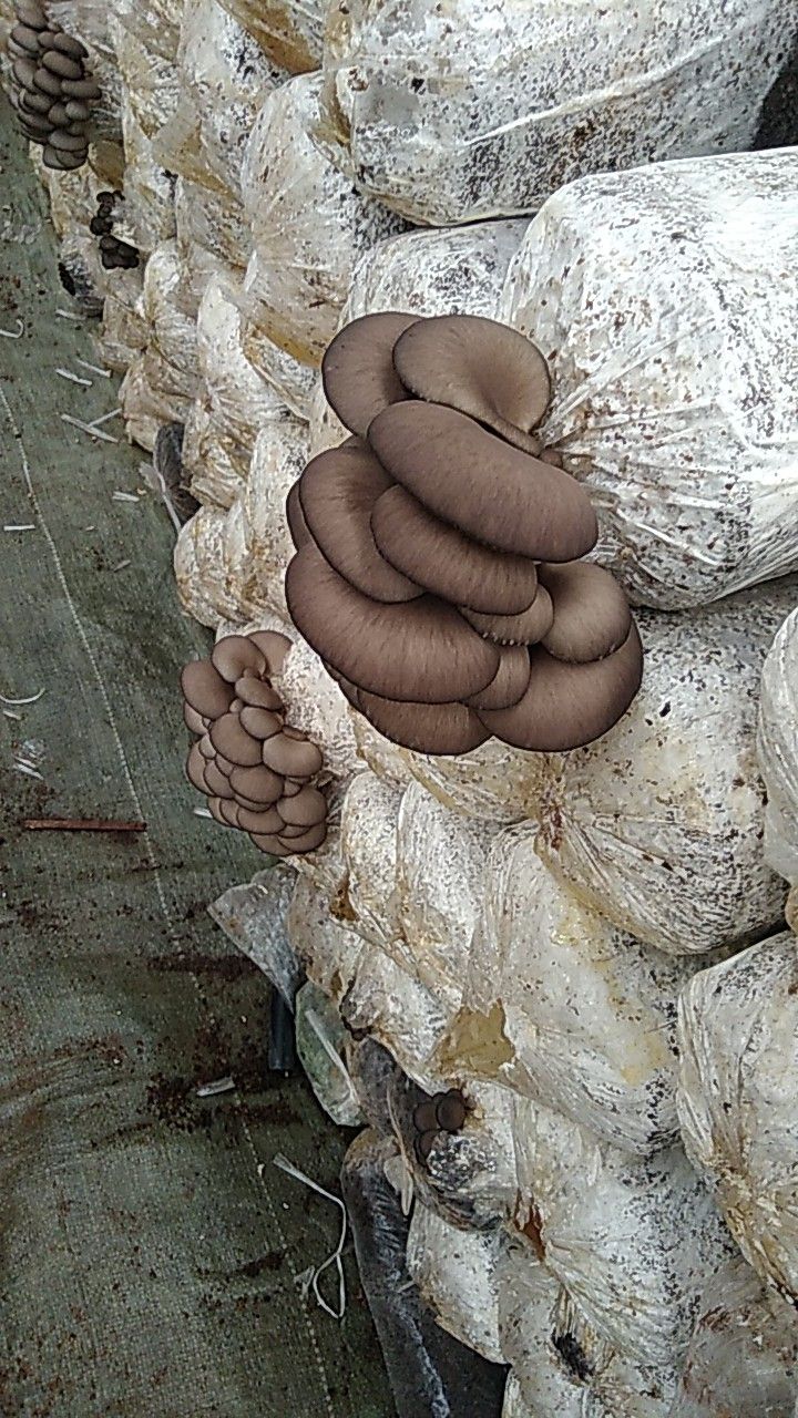 鲜平菇 4cm~6cm