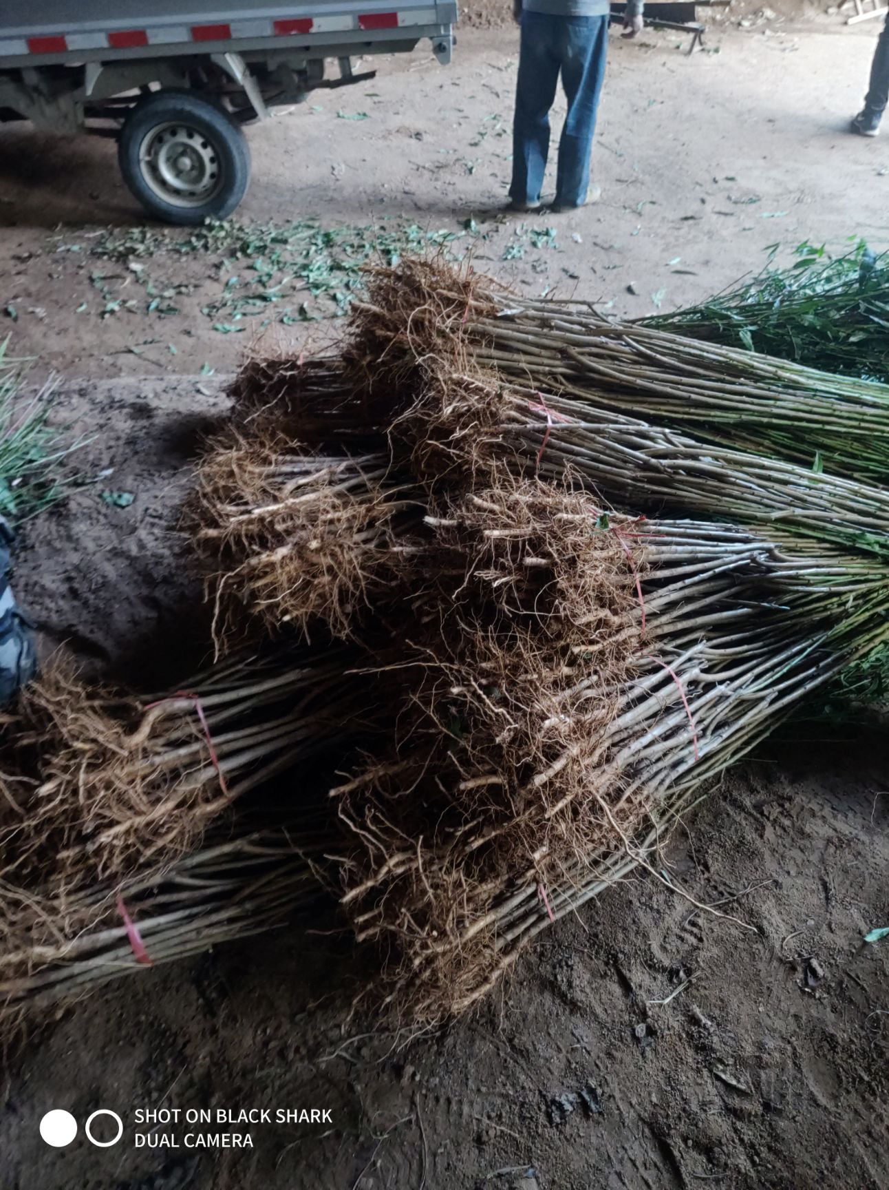 春雪桃树苗 1~1.5米 