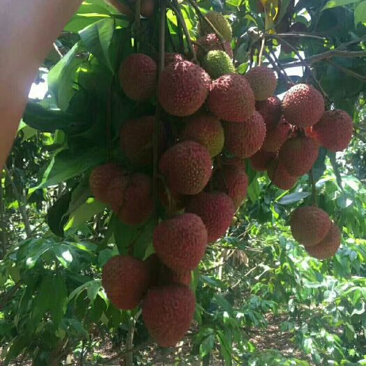 桂味荔枝苗