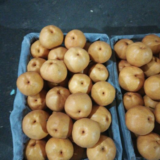 东港市晚秋黄梨 300-350g 85mm以上