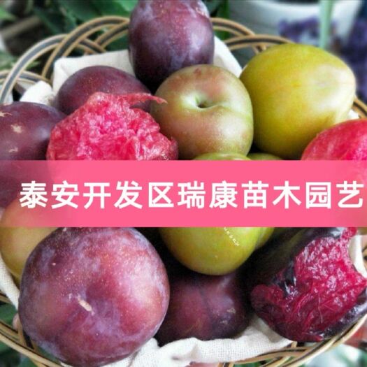 泰安澳洲红肉李树苗 