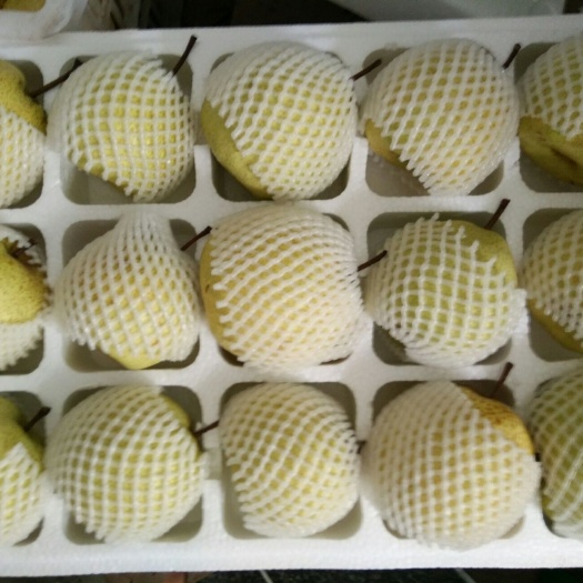 砀山县酥梨 350-400g 85mm以上 