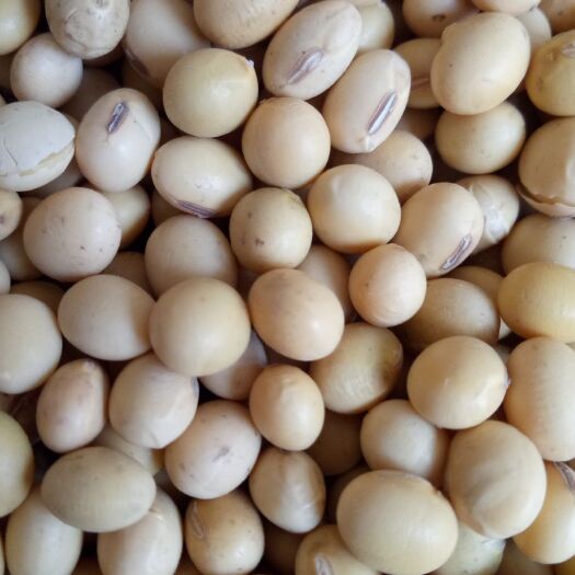 西华县中黄13黄豆 生大豆 1等品