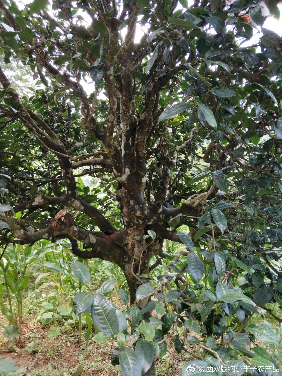 普洱生態(tài)茶 散裝 一級 