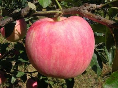 泰安矮化短枝富士苹果苗 1~1.5米