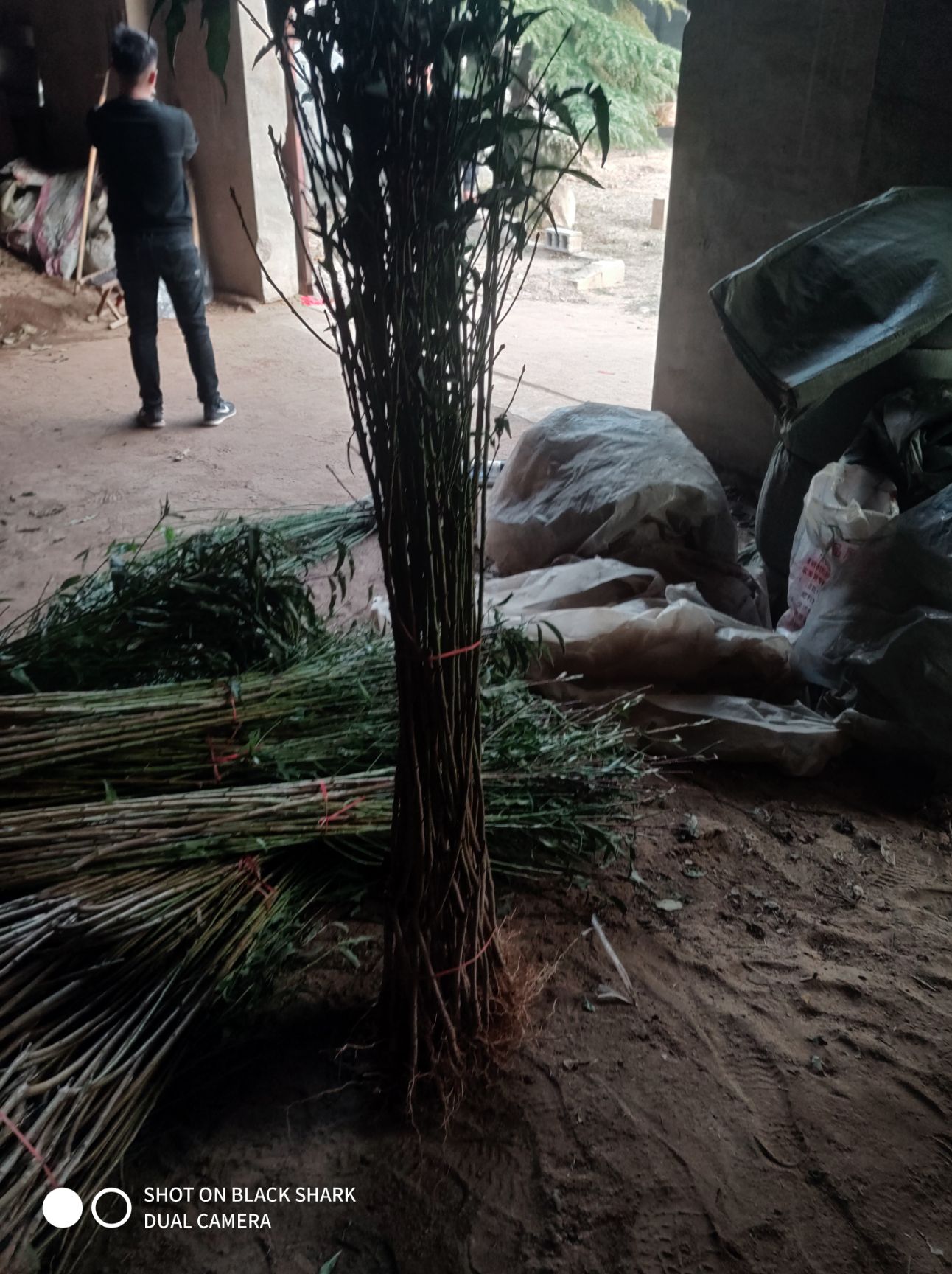 春雪桃树苗 1~1.5米 