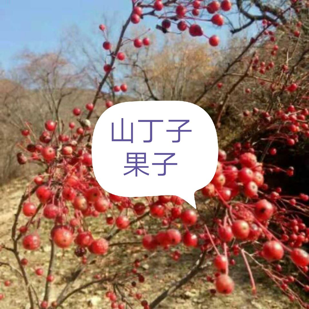 宕昌县山荆子种子产地