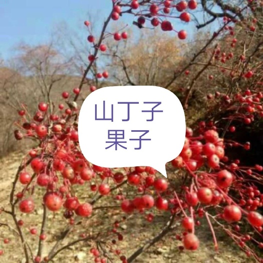 山荆子种子产地