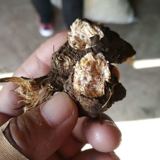 阿旗苍术