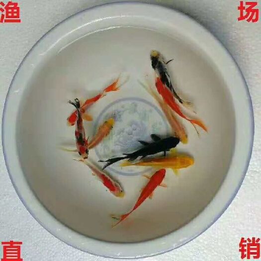 肇庆缩骨大头鱼苗
