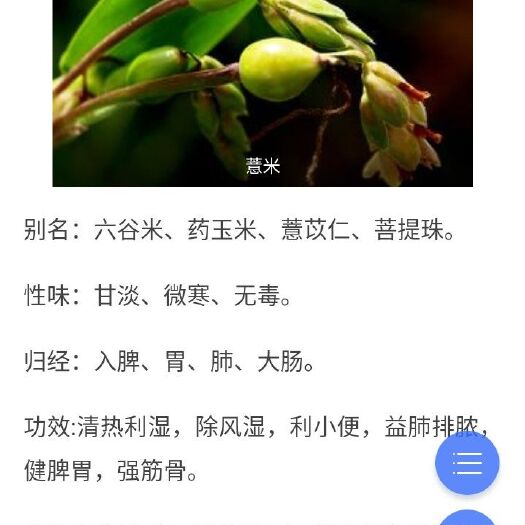 宁化县宁化糯薏米 