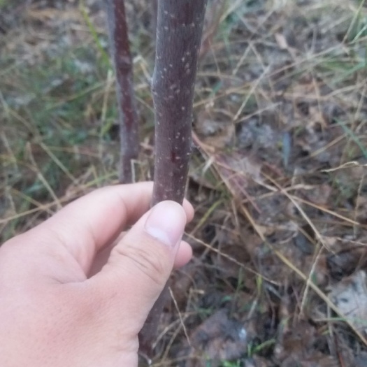 西华县 红富士苹果树苗 规格齐全 基地直供苹果苗