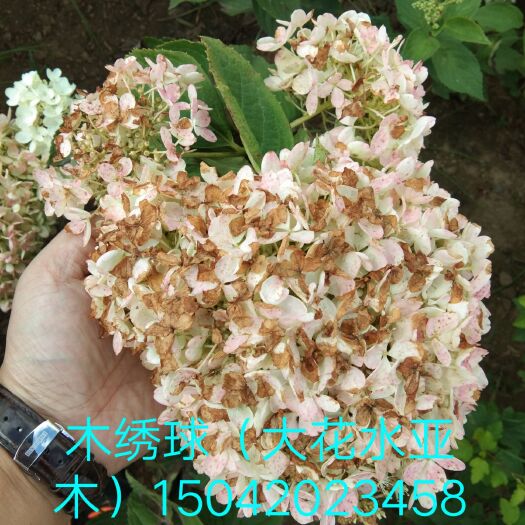 铁岭县木香花 木绣球(大花水亚木)