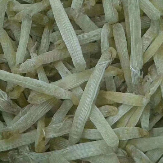 北海干沙虫