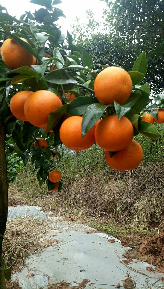 无核沃柑苗 嫁接苗 0.35~0.5米 