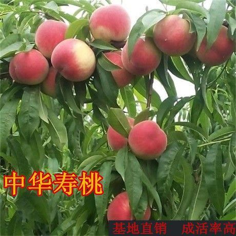 平邑县中华寿桃桃树苗  正品保障，质量上乘。