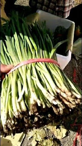 乐亭县大叶韭菜 头茬 30~35cm 