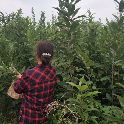 城固县毛板红板栗苗 两年良种板栗苗，已挂果。