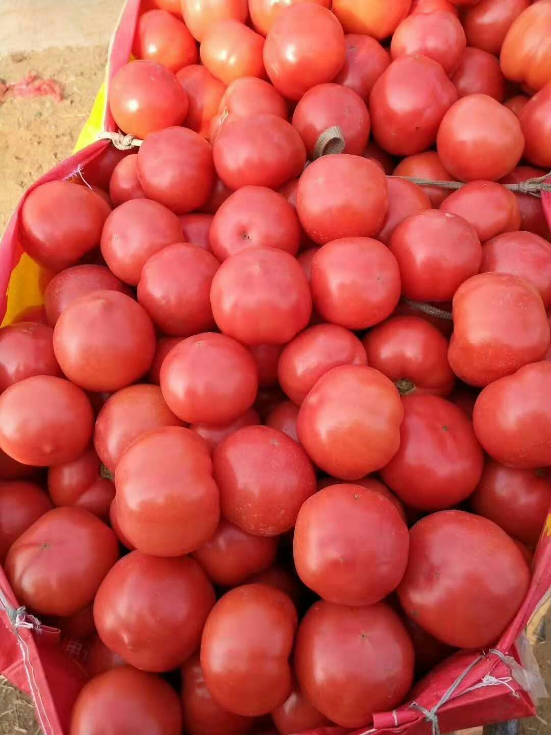 硬粉番茄 通货 硬粉 弧三以上 