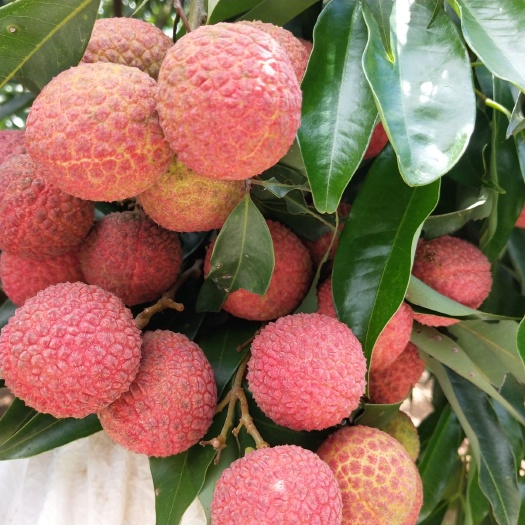 灵山县无核荔枝苗 正品嫁接苗肉厚清甜爽口裸根沾红泥浆保湿发货包邮价格优惠