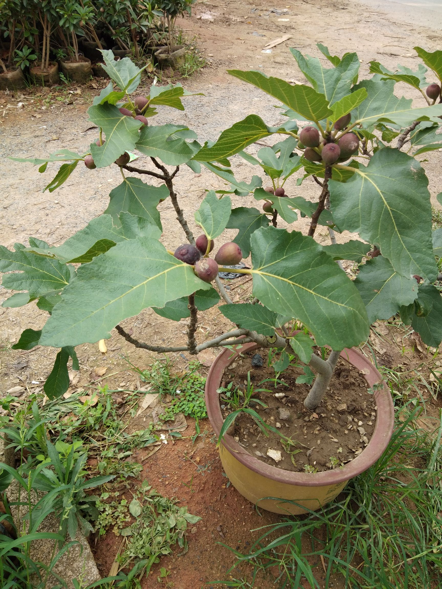 波姬红无花果苗