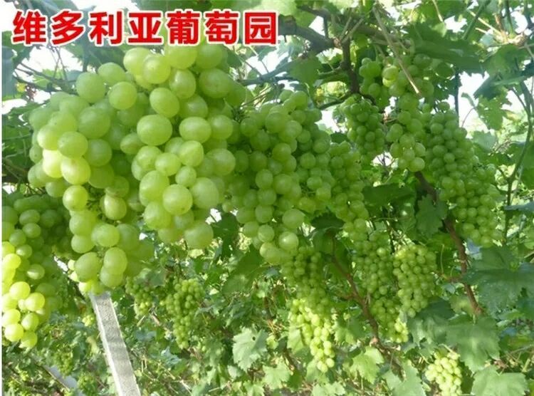 夏黑葡萄苗