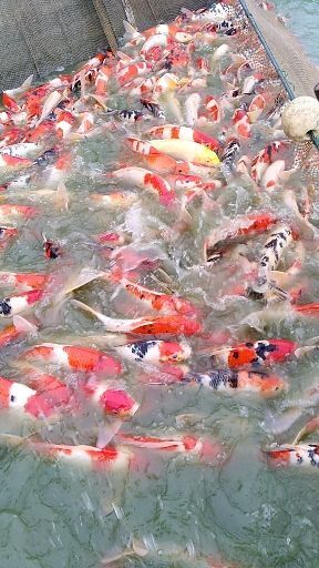 邓州市金鱼