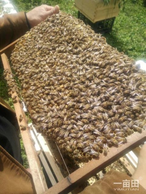 毕节中华蜜蜂  中蜂