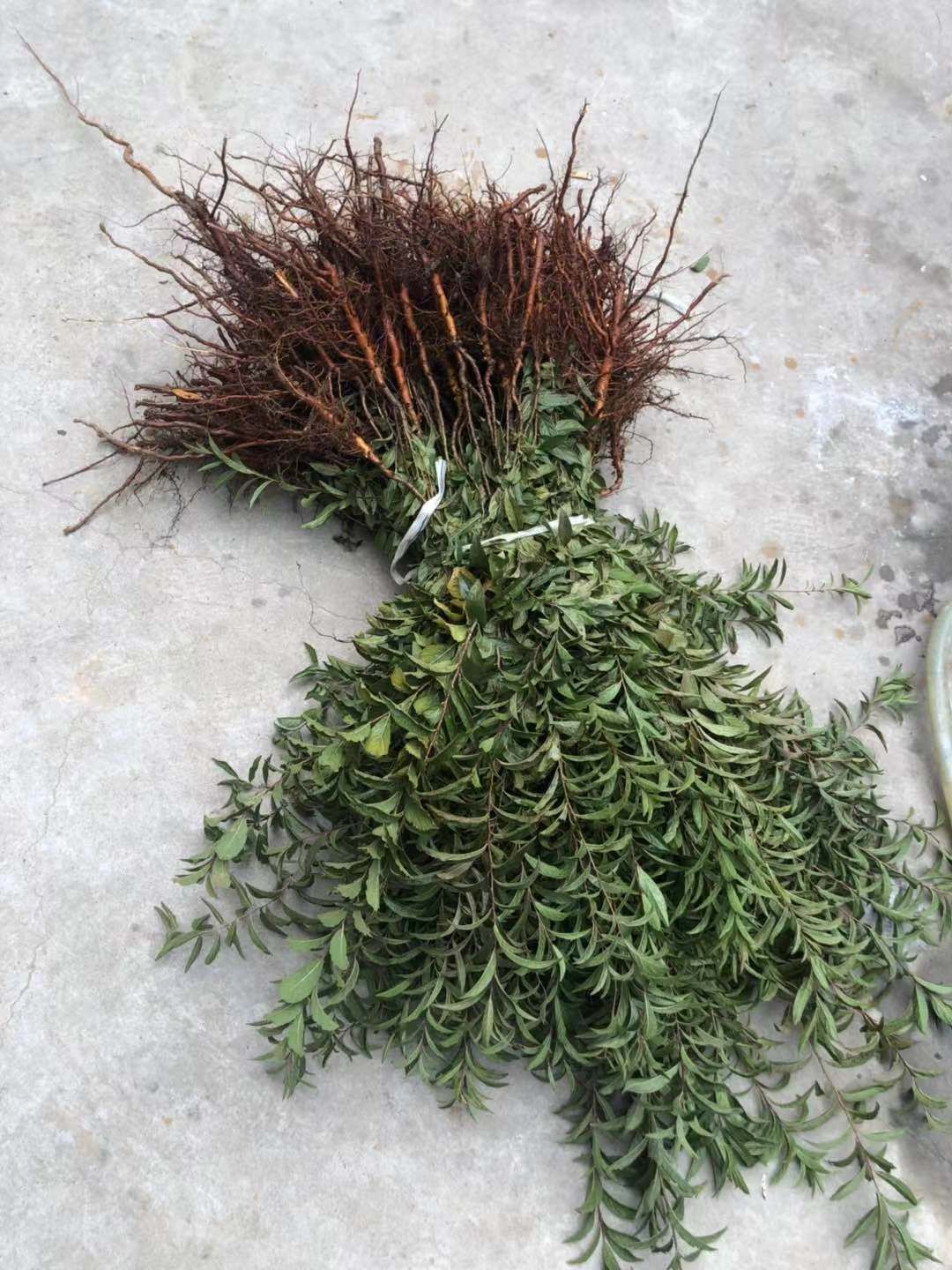  钙果苗