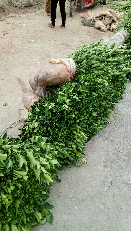 无核沃柑苗 嫁接苗 0.35~0.5米 