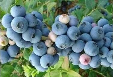 尚志市 蓝莓苗，蓝丰，北陆，美登