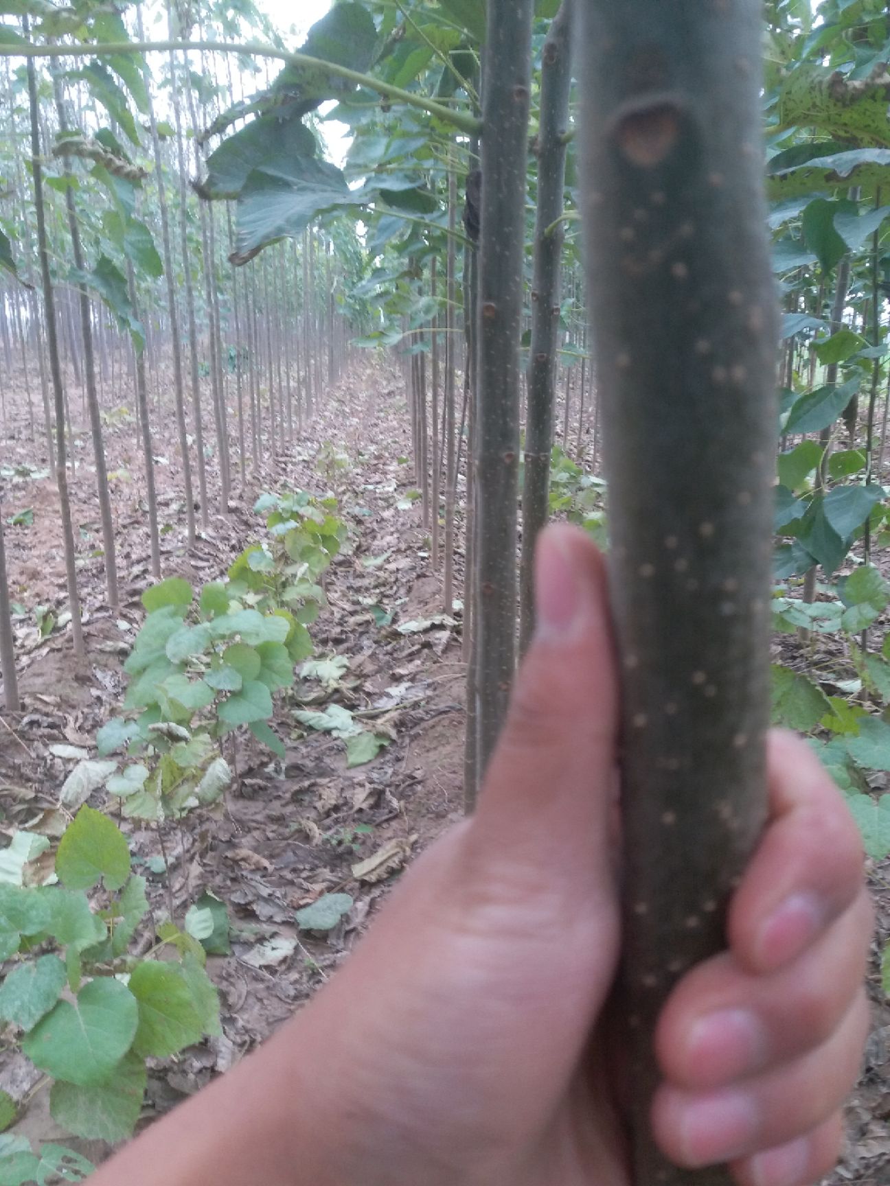 供应各种规格的及苗 1-15公分楸树全国发货