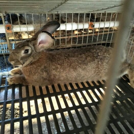 枣阳市肉兔 思麻兔种兔
