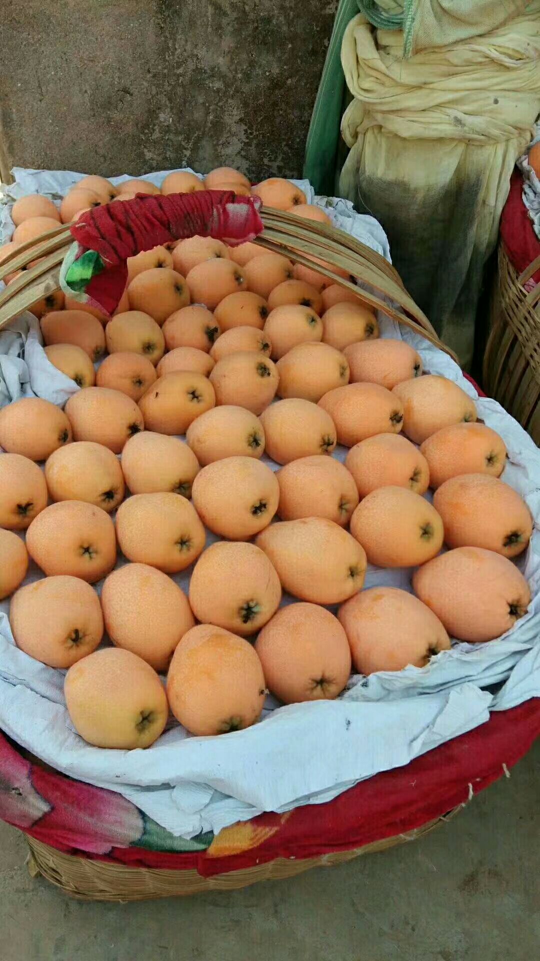 米易枇杷 0.4 - 0.7两 