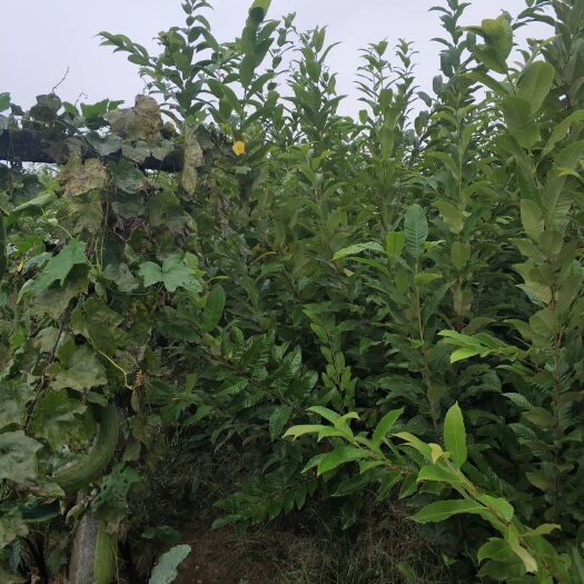 城固县毛板红板栗苗 实生苗 1~1.5米