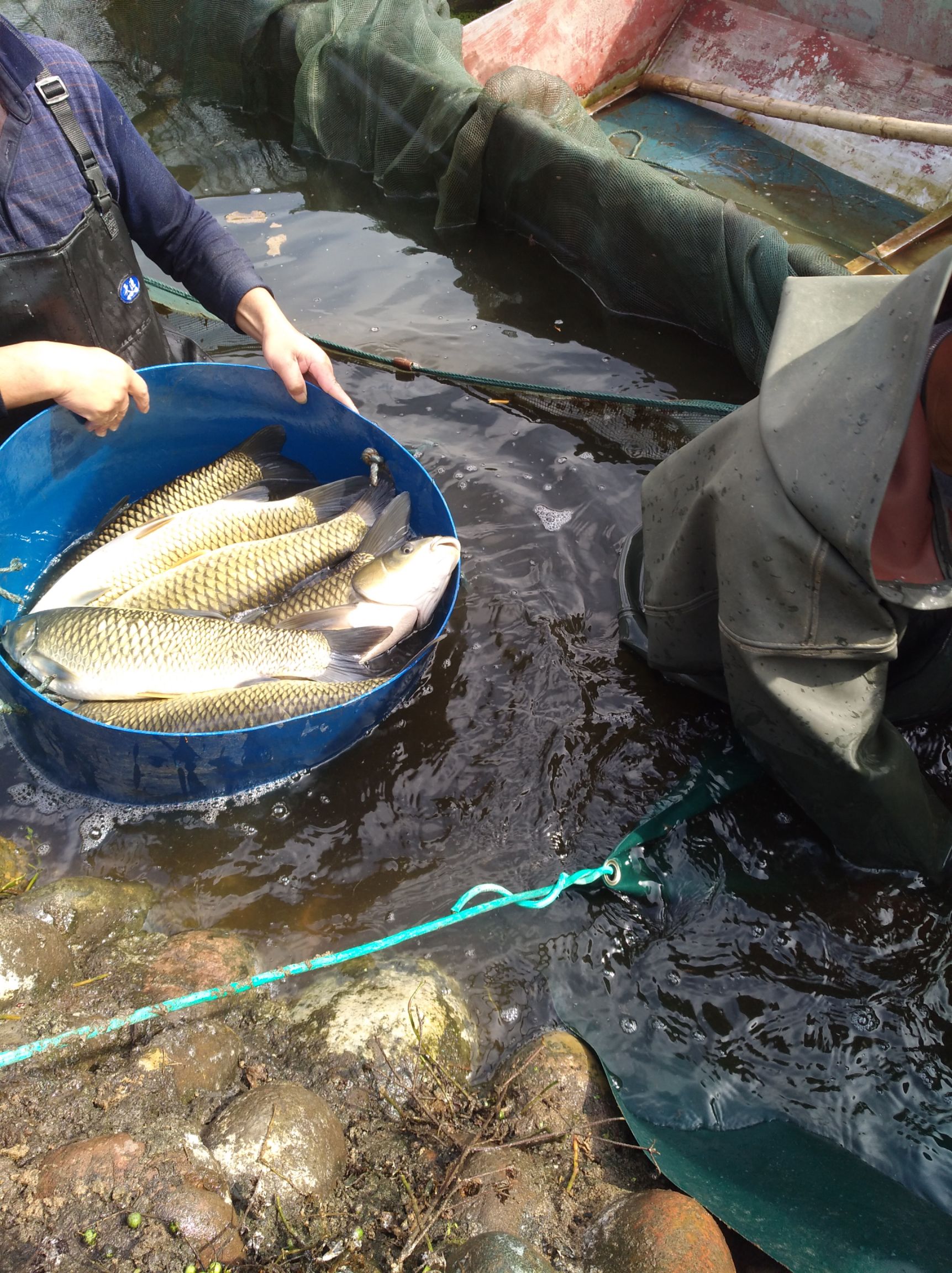 池塘草鱼 人工养殖 1.5-4公斤