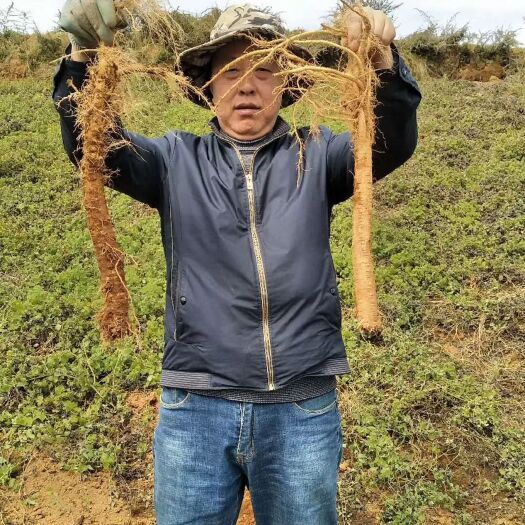 昭通白条党参  鲜货党参