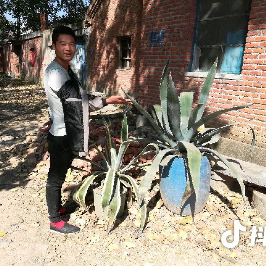 灵璧县上农大叶芦荟 20cm以上