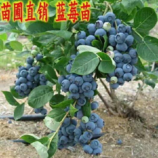 平邑县北高从蓝莓苗