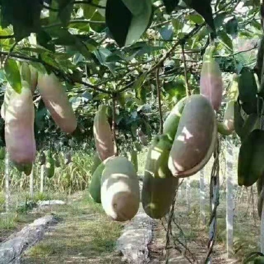 灵山县八月瓜苗 
