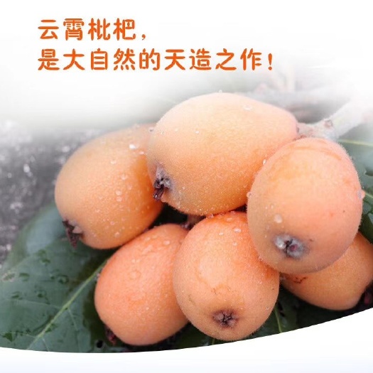 云霄枇杷开春第一果
