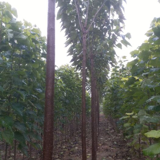 西华县供应各种规格的及苗 1-15公分楸树全国发货