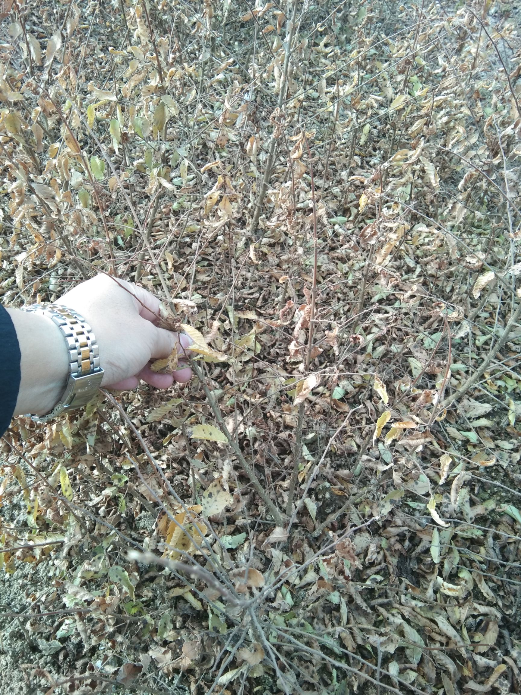 金叶榆