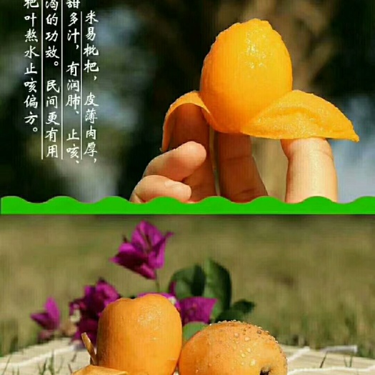 西昌市米易枇杷 0.4 - 0.7两 