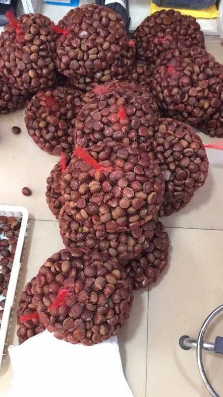 东港市丹东板栗  ，一级大粒，品质优，，批发，零售，