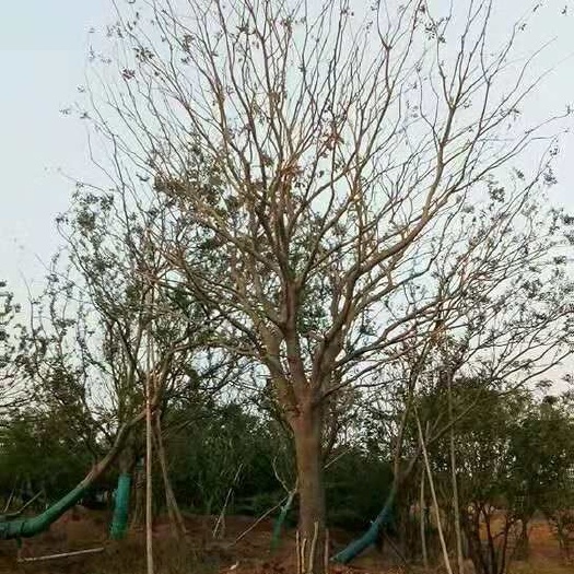 明光市小叶朴