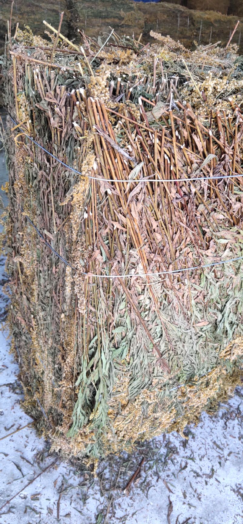 一枝黄花 一枝黄花