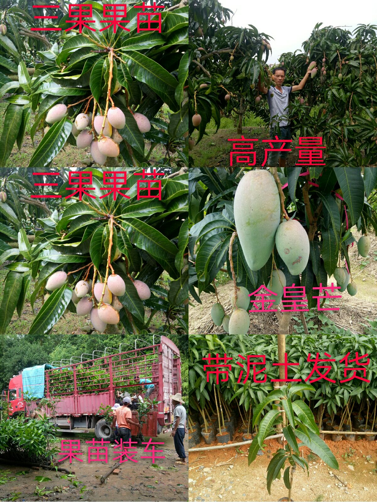 贵妃芒果苗 