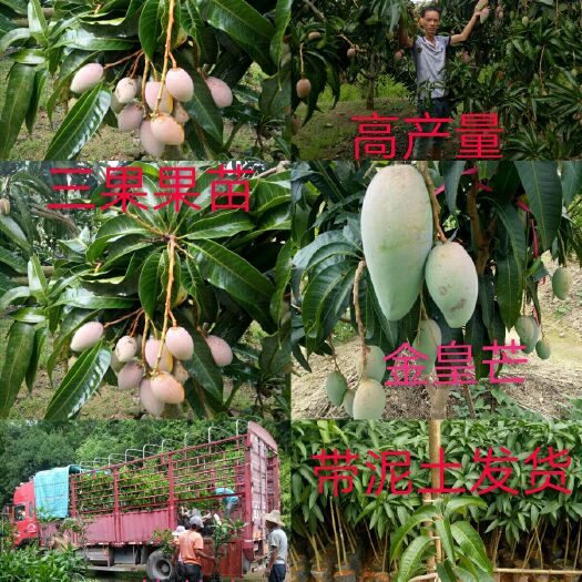灵山县贵妃芒果苗 