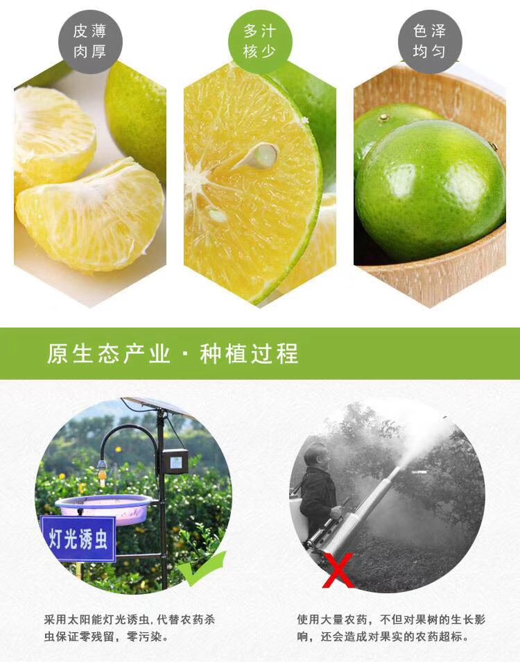 皇帝柑 4.5 - 5cm 2 - 3两